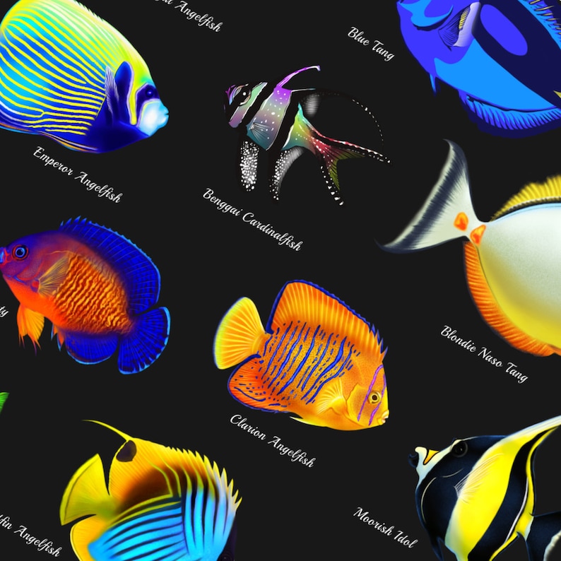 Saltwater Fish Identification Poster – Vibrant Reef Fish Wall Art With ...