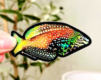 Blue Star Leopard Wrasse Sticker (Holographic) | Fish Art Sticker | Aquarium Art | Saltwater Fish, Coral Sticker | Reef Tank