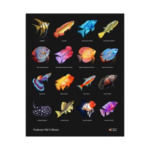 Freshwater Fish Poster – Aquarium Fish Wall Art | Colorful Freshwater ...