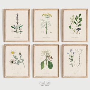 Vintage botanische prentenset van kruiden: Victoriaanse plantenillustraties (set van 6, oningelijst of ingelijst)