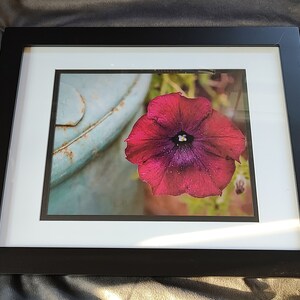 Purple-Pink Petunia Flower