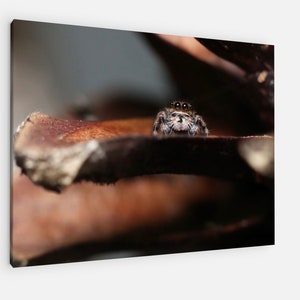 Extremely cute Phidippus Regius Jumping Spider in pine cone Canvas/Poster Print. Original closeup reptile photography. Animal Wall Decor.