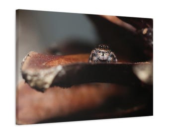 Puede incluir: Imagen de primer plano de una pequeña araña saltarina marrón y gris con ojos grandes, posada sobre una superficie marrón texturizada. La araña está enfocada, con el fondo borroso, creando una sensación de profundidad. La imagen está bien iluminada, resaltando las características de la araña.