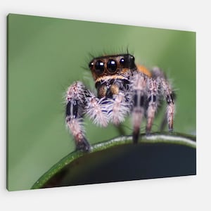 Jumping Spider Phidippus Regius Macro Canvas/Poster Print. Original close/up reptile photography. Animal Wall Decor wildlife and animals.