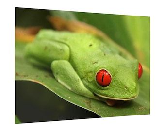 Red-Eyed Tree Frog Poster: Vibrant Tropical Wildlife Photography