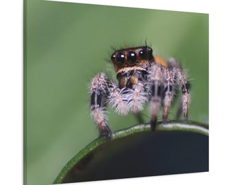Puede incluir: Primer plano de una araña saltarina sobre un fondo verde. La araña tiene un cuerpo marrón, patas a rayas negras y blancas y ojos grandes y oscuros. Está posada sobre una superficie curva de color verde oscuro.