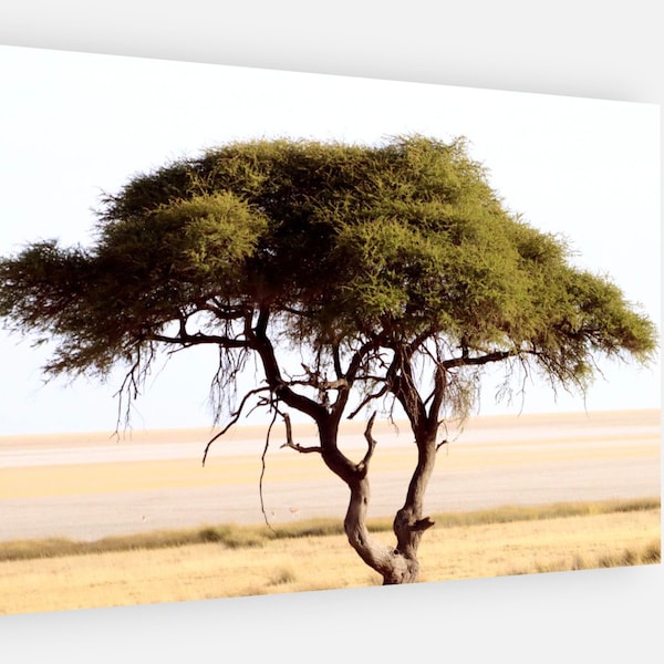 Namibia landscape nature photography print on poster/canvas. Dry desert with Vachellia erioloba acacia trees, Boho wall decor.