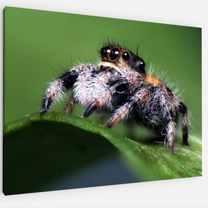 Jumping Spider Phidippus Regius Macro Canvas/Poster Print. Original close/up reptile photography. Animal Wall Decor wildlife and animals.