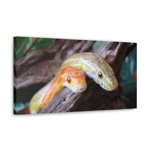 May include: A canvas print showing two corn snakes. One is orange and yellow, the other is tan and yellow. Both snakes are resting on a brown branch, with their heads close together. The snakes have dark eyes.
