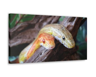 Grafika artystyczna z motywem pytona: Fotografia dzikiej przyrody, tropikalny wystrój domu