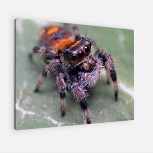 Jumping Spider Phidippus Regius Macro Canvas/Poster Print. Original close/up reptile photography. Animal Wall Decor wildlife and animals.