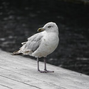 The Seagull/ Amsterdam/ Netherlands/ Premium Matte Paper Poster