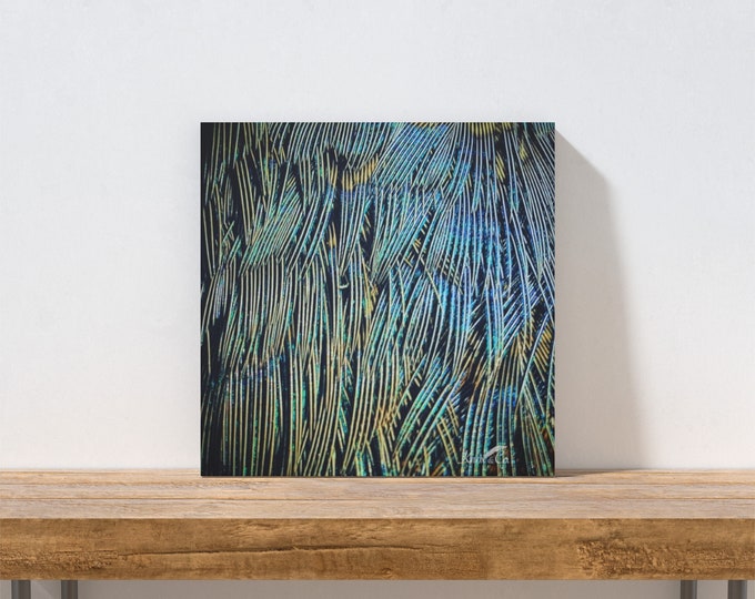 Blue Pheasant Canvas Print