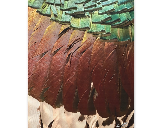 Ocellated Turkey Canvas Print