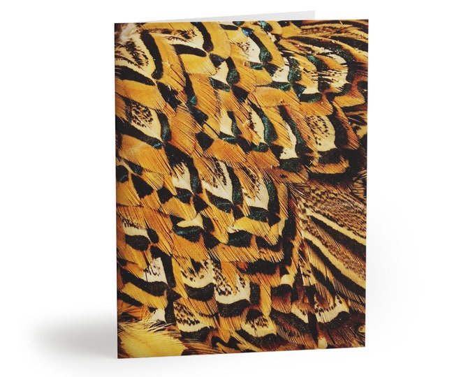 Black and Gold Pheasant Feather Postcards Set