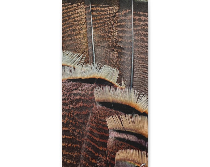 Turkey Fan Canvas Print