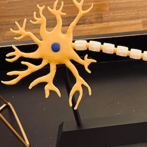 May include: A yellow 3D printed model of a neuron on a black stand. The neuron has a blue cell body and a long axon with white myelin sheath segments.