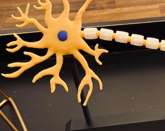 Elegant Neuron Model