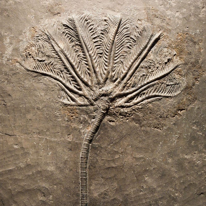 May include: A fossilized crinoid, a marine animal, is pressed into a light brown stone. The fossil has a central stem with radiating, feathery arms. The texture of the stone is rough and aged, with visible cracks.