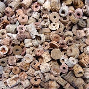 May include: A collection of various beige and brown beads, including cylindrical, disc, and barrel shapes. Some beads have star-shaped or circular holes. The beads have a weathered, textured appearance, suggesting they are made of natural materials.