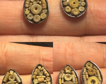 ウミユリの茎化石、8オンス～3ポンド（まとめ買い） - 米国送料無料
