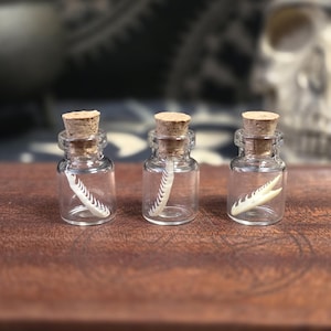 Skallerormkäke med tänder i liten glasburk - Skydd/Försvar-Styrka/Kraft-Transformation/Förnyelse-Gudomliga offergåvor-Hoodoo/Voodoo-Häxkonst