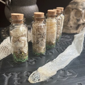 K&ouml;nnte beinhalten: F&uuml;nf kleine Glasflaschen mit Korkstopfen, gef&uuml;llt mit getrockneter Schlangenhaut und gr&uuml;nem Moos. Die Flaschen sind in einer Reihe auf einer schwarzen Oberfl&auml;che angeordnet, im Hintergrund eine Schlangenhaut und ein Sch&auml;del.