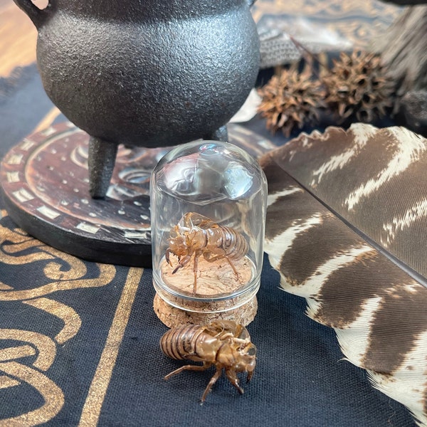 Cicada Shells-Witchcraft Supplies-Spell Supplies-Witchy Curiosities