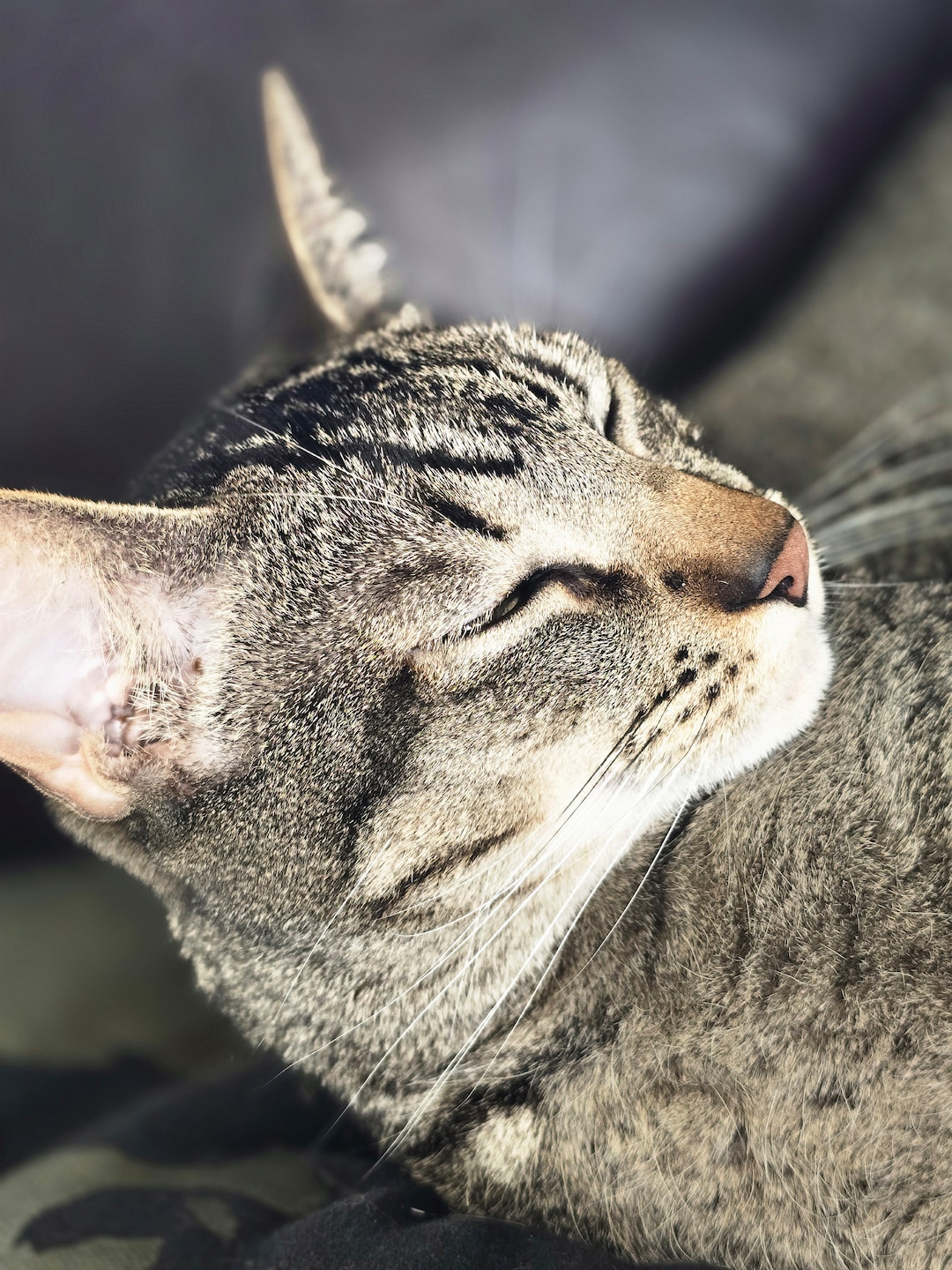 リリパットレーン83☆CAT'S WHISKERS il_1080xN.6009638896_gue0.jpg
