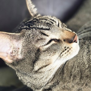 Cat Whiskers-Kitty Whiskers-Witchcraft/Hoodoo Supplies-Spell Supplies-Witchy Curios