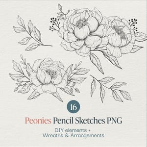Pioentekening bloemen lijntekeningen bruiloft afbeelding pioenrozen clipart PNG handgetekende bloemen