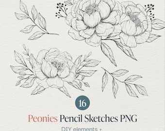 Peony Drawing Floral Line Art Wedding Graphic Peonies Clipart PNG Hand Drawn Flowers