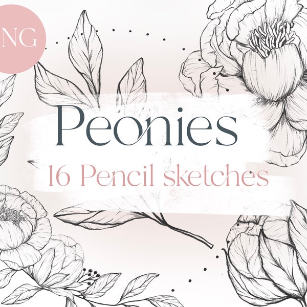 Peony Drawing Floral Line Art Wedding Graphic Peonies Clipart PNG Hand Drawn Flowers