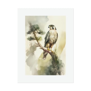 Peregrine Falcon #4 Watercolor Print