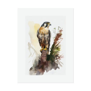 Peregrine Falcon #1 Watercolor Print