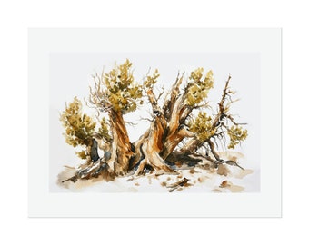 Bristlecone Pine Trees #1 Watercolor Print