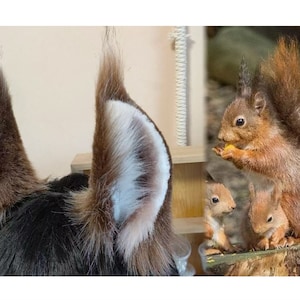 Handmade Squirrels Ears Tail Set, Cute Brown Striped Squirrel Tail Furry Faux Fur Fursuit Cosplay squirrels Halloween Party Costume