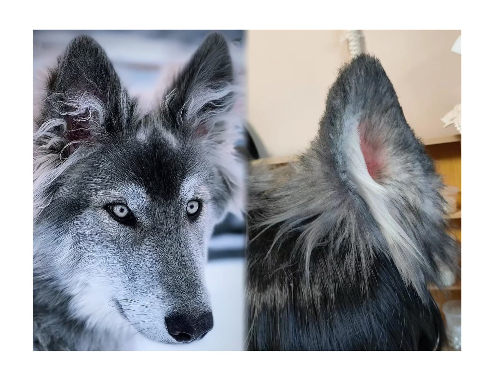 Costume Da Lupo Per Bambini - Set Con Orecchie, Coda, Tut&ugrave; E Guanti, Per Travestimenti