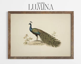 Vintage Peacock Illustration (Digital Printable Art + Frame TV Art) 1551