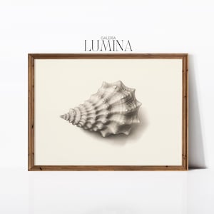 May include: A framed black and white drawing of a seashell. The drawing is on a cream background and the frame is brown wood.