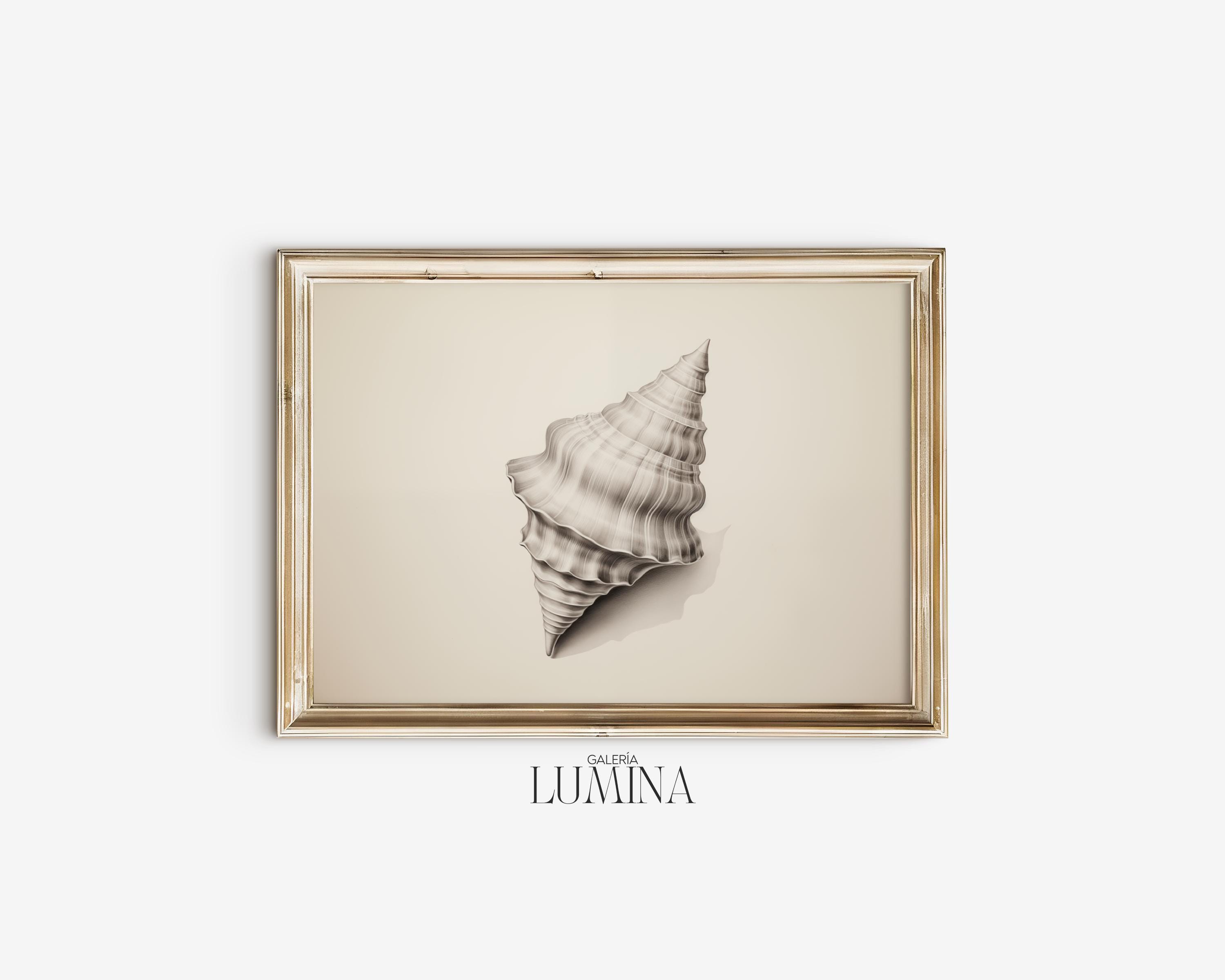 Conch Shell Pencil Drawing Vintage Minimalist Shell Print Beach ...