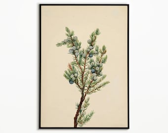 Wacholderzweig Malerei Weihnachtsbaum Druck Poster, Wandkunst, Poster, Kunstdrucke, Natur, Botanisches Poster, Natur inspirierte Kunst,
