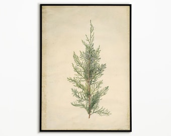 Vintage Wacholder Malerei Poster, Kunstdrucke, Botanische Druck, Vintage Poster, Wacholder Wandkunst, Natur Kunst, Inspiriert Dekor, Botanische Kunst