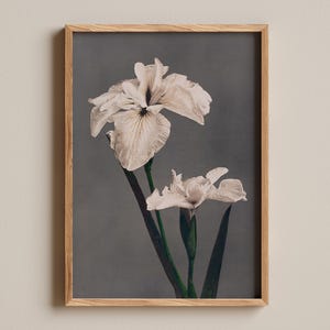 Japanese iris print, Vintage floral poster, Botanical wall decor, Elegant flower art, Asian nature print, Antique iris illustration image 1