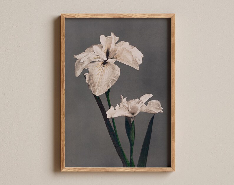 Japanese iris print, Vintage floral poster, Botanical wall decor, Elegant flower art, Asian nature print, Antique iris illustration image 1