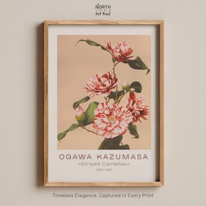 Striped Camellias print,Ogawa Kazumasa botanical art, Japanese camellia flowers, Vintage floral photography, Pink red botanical 1887–1897