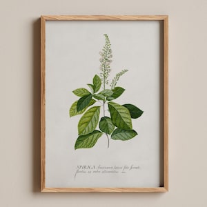Cinnamomic Print, Georg Dionysius Ehret, Vintage botanical illustration,  Classic herbarium artwork, Antique natural history print
