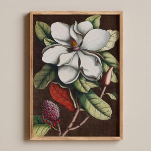 Magnolia Grandiflora Print, Georg Dionysius Ehret, Botanical illustration, Vintage floral wall art, Classic nature print, Naturalist decor