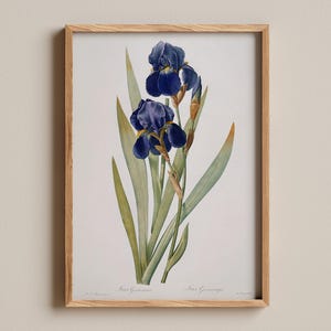 Iris Germanica Print, Pierre-Joseph Redouté, Classic floral print, Elegant iris flower, Antique botanical art, Nature-inspired decor