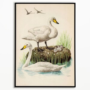 Vintage Swan Poster, Vintage Swan Print, Antique print,Wall Decor, Nursery Wall Art, Antique Swan, Swan Painting, Wall Art,